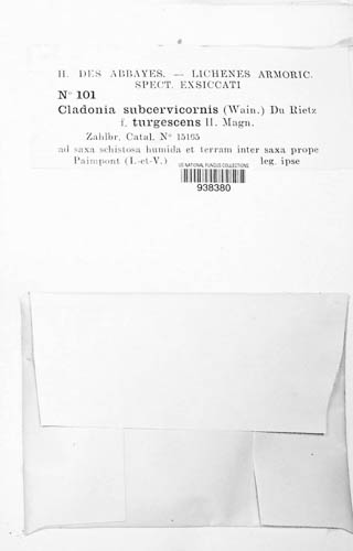 Cladonia subcervicornis f. turgescens image